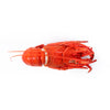 Western Australia Lobster (Each)