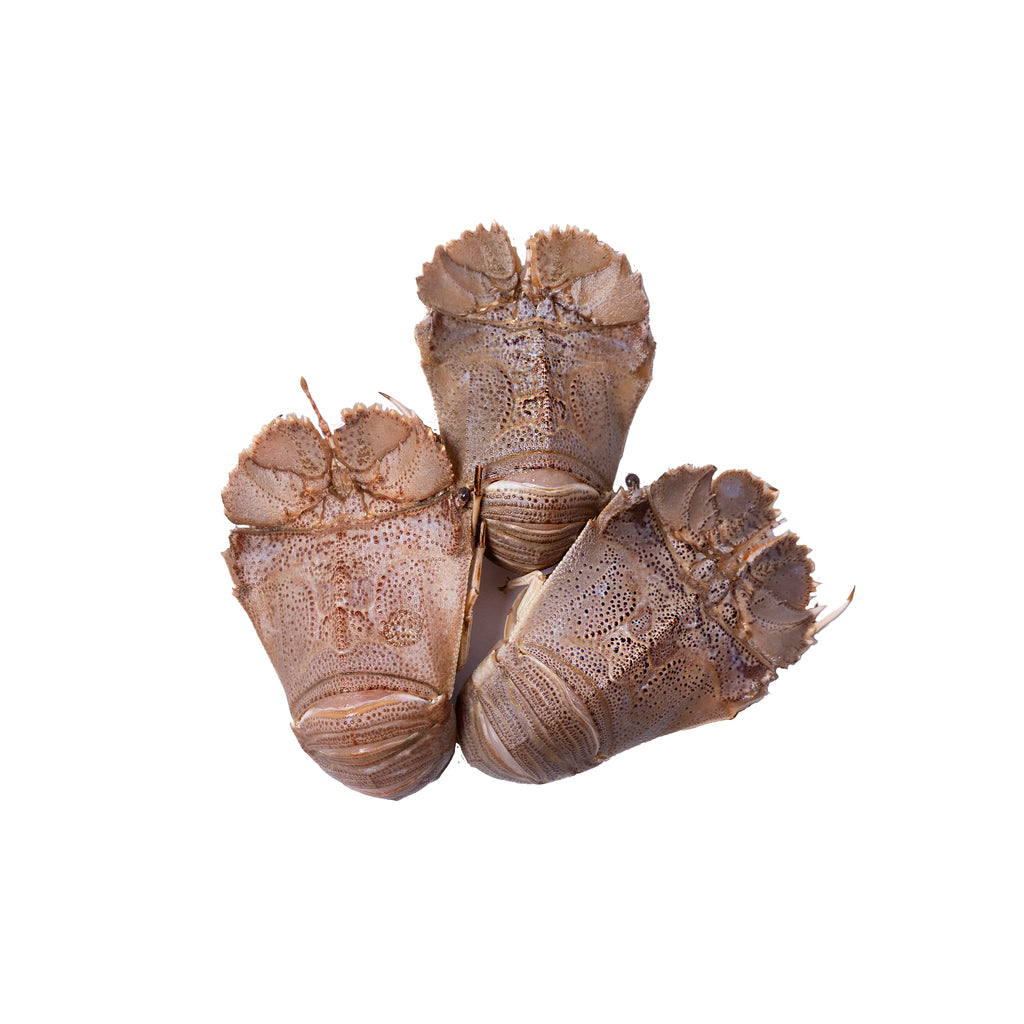 Wild Caught in Queensland. They have a firm flesh with a medium to strong flavour.