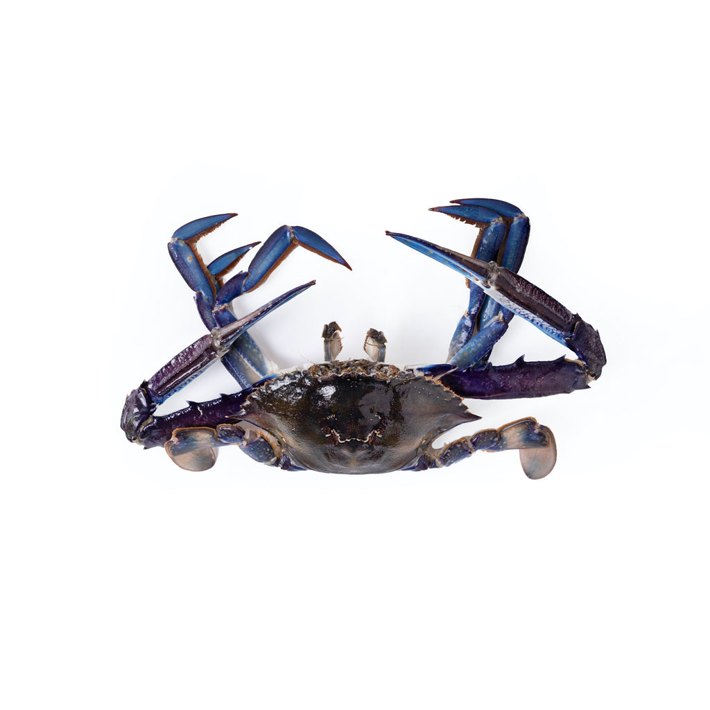 Buy Fresh Blue Swimmer Crab 350g Seafood Boss buy-fresh-blue-swimmer-crab-350g-seafood-boss