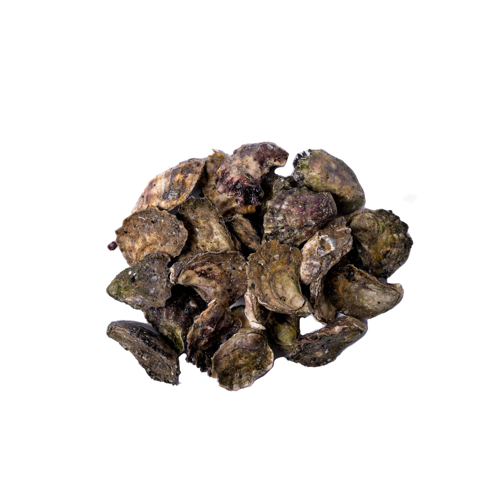 Unshucked Sydney Rock Oysters (per 1 dozen)