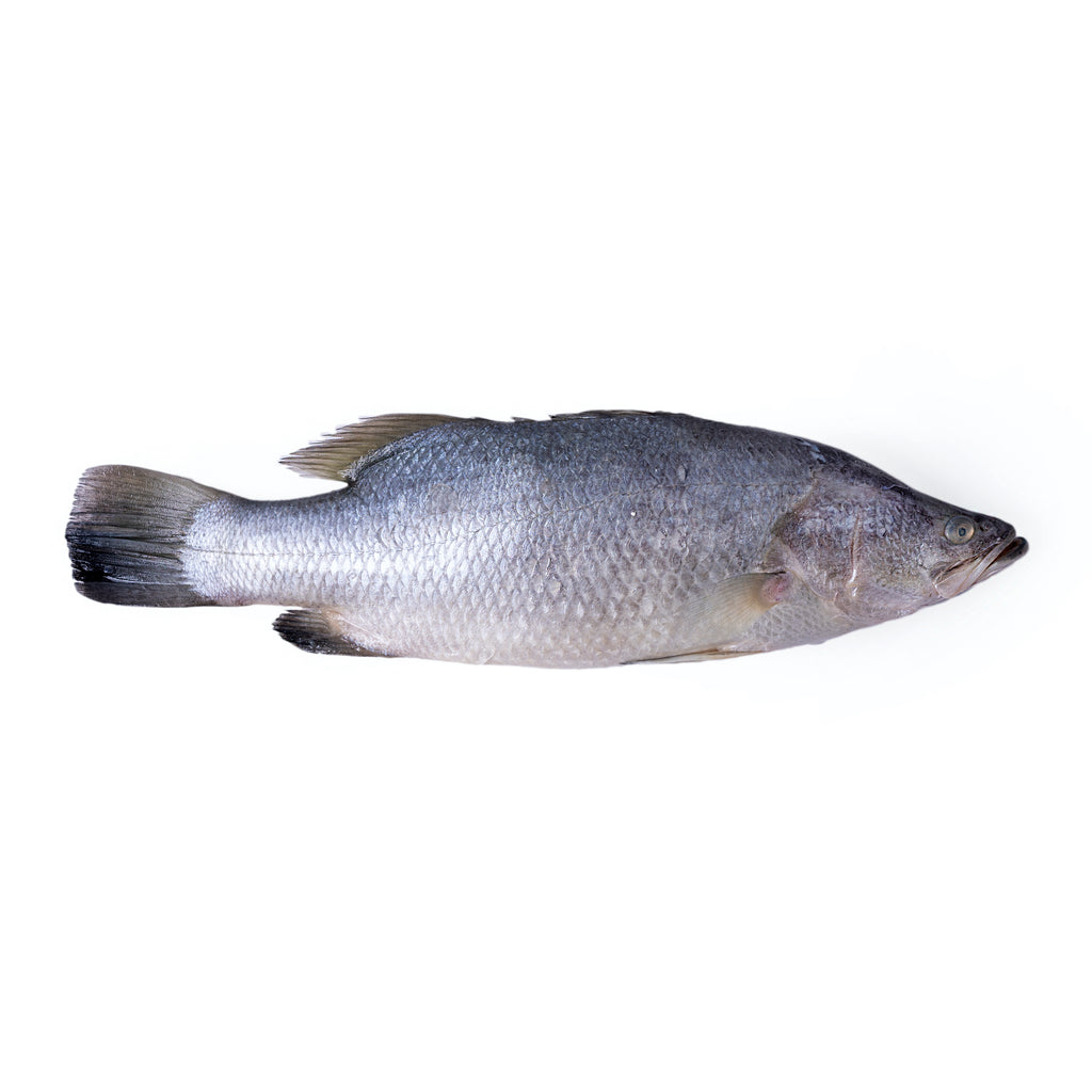 Whole Baby Barramundi (700g)