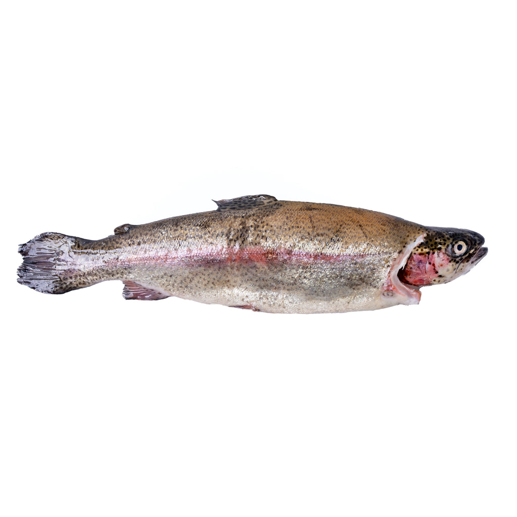 Whole Rainbow Trout (700g)