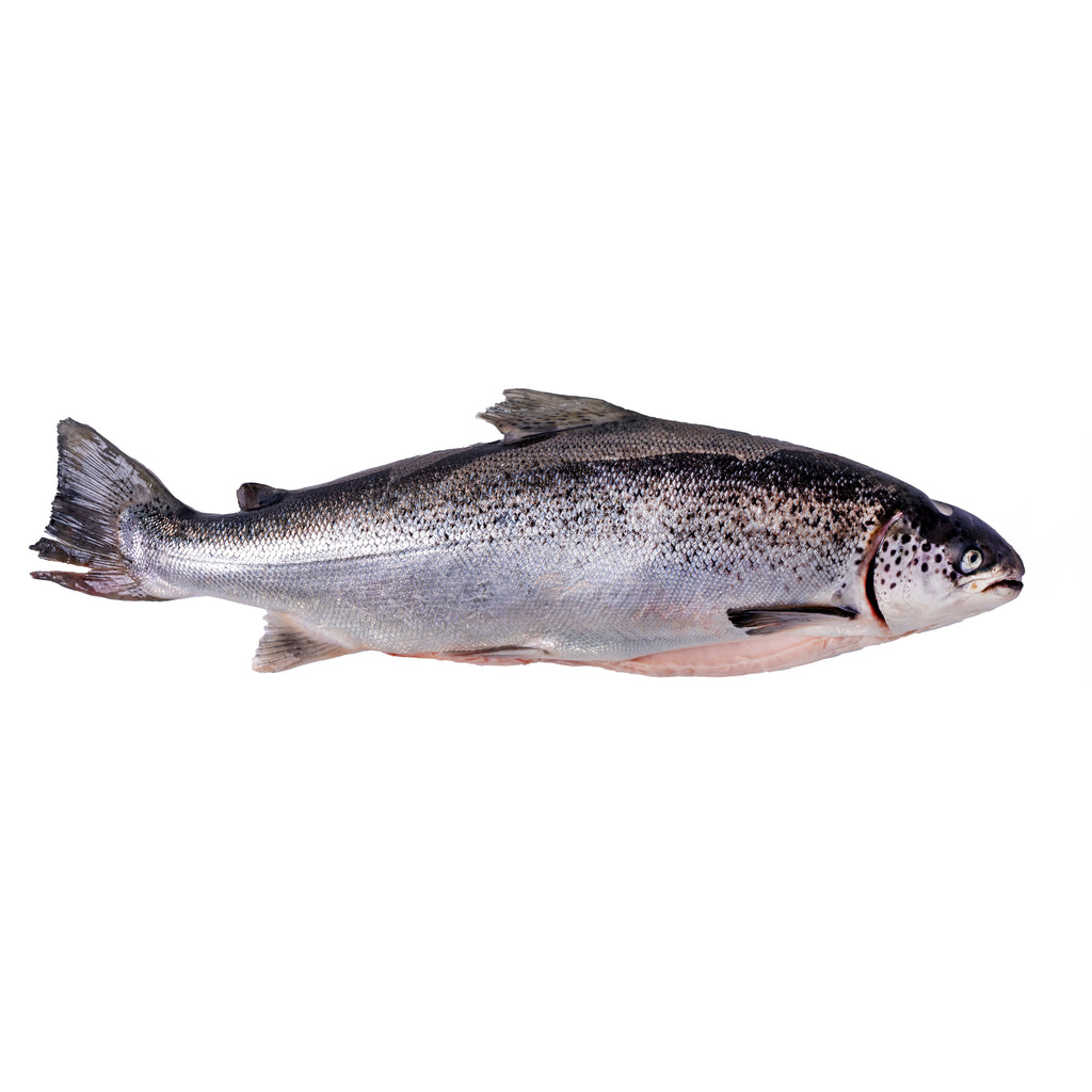 Whole Tasmanian Salmon (4kg Fish)