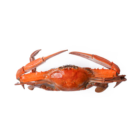 Typically caught in South Australia. They have a sweet, nutty flavour, and evenly textured, moist, firm flesh. 