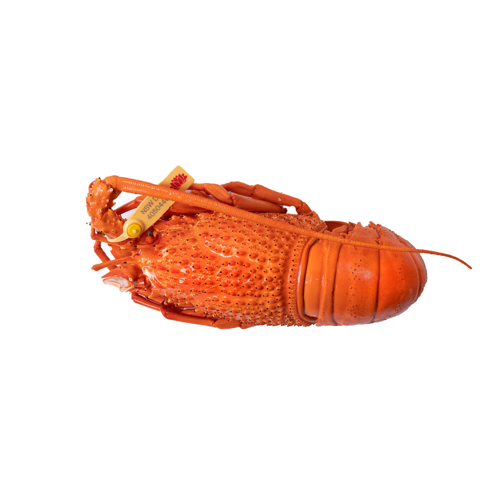 Wild caught NSW Lobster. Firm flesh with a sweet flavour. Approximately 500-600g each