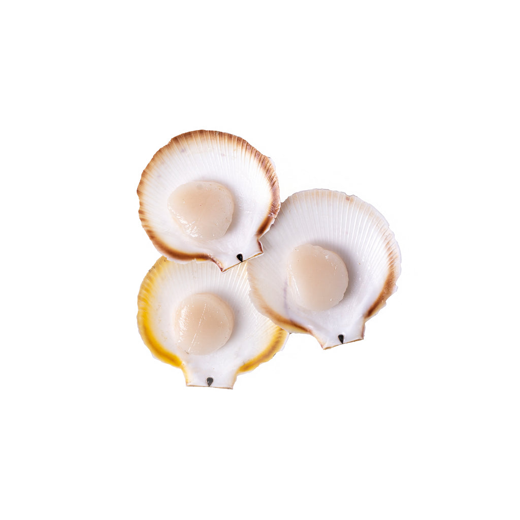 Scallops in half shell (roe off) 1 dozen 